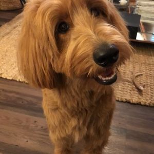 Meet your Posh Ambassador, Eliza